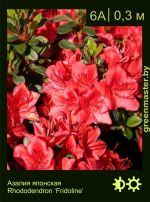 Изображение: азалия гибридная (rhododendron azalea) 'fridoline'