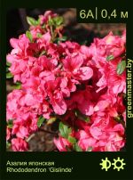 Изображение: азалия гибридная (rhododendron azalea) 'gislinde'