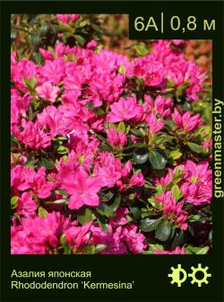 Изображение: азалия гибридная (rhododendron azalea) 'kermesina'