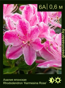 Изображение: азалия гибридная (rhododendron azalea) 'kermesina rose'