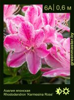 Изображение: азалия гибридная (rhododendron azalea) 'kermesina rose'