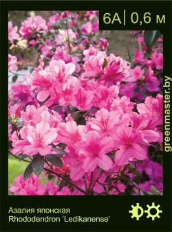 Изображение: азалия гибридная (rhododendron azalea) 'ledikanense'