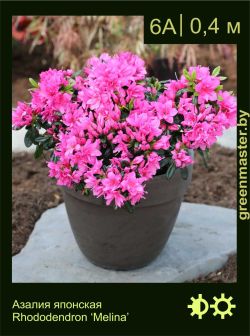 Изображение: азалия гибридная (rhododendron azalea) 'melina'