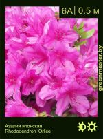 Изображение: азалия гибридная (rhododendron azalea) 'orlice'