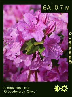 Изображение: азалия гибридная (rhododendron azalea) 'otava'