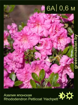 Изображение: азалия гибридная (rhododendron azalea) 'hachpett'