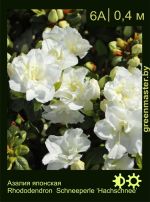 Изображение: азалия гибридная (rhododendron azalea) 'hachschnee'