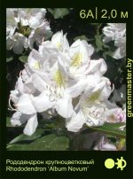 Изображение: рододендрон гибридный (rhododendron hybrida) 'album novum'