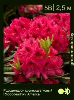 Изображение: рододендрон гибридный (rhododendron hybrida) 'america'