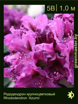 Изображение: рододендрон гибридный (rhododendron hybrida) 'azurro'