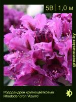 Изображение: рододендрон гибридный (rhododendron hybrida) 'azurro'