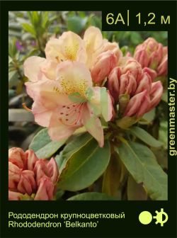 Изображение: рододендрон гибридный (rhododendron hybrida) 'belkanto'