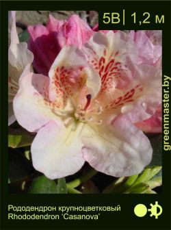 Изображение: рододендрон гибридный (rhododendron hybrida) 'casanova'