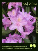 Изображение: рододендрон гибридный (rhododendron hybrida) 'catawbiense boursault '