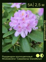 Изображение: рододендрон гибридный (rhododendron hybrida) 'catawbiense grandiflorum'