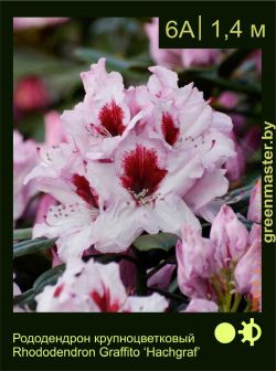 Изображение: рододендрон гибридный (rhododendron hybrida) 'hachgraf'