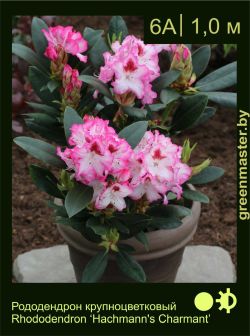 Изображение: рододендрон гибридный (rhododendron hybrida) 'hachmann's charmant'