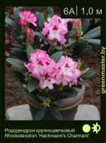 Изображение: рододендрон гибридный (rhododendron hybrida) 'hachmann's charmant'