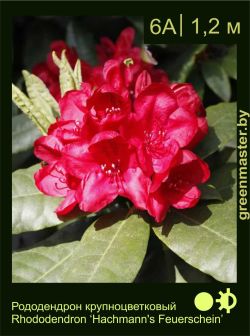 Изображение: рододендрон гибридный (rhododendron hybrida) 'hachmann's feuerschein'