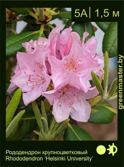 Изображение: рододендрон гибридный (rhododendron hybrida) 'helsinki university'