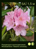 Изображение: рододендрон гибридный (rhododendron hybrida) 'helsinki university'