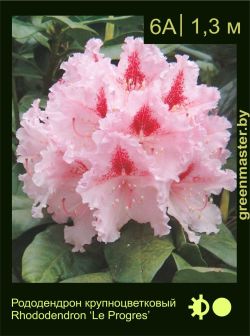 Изображение: рододендрон гибридный (rhododendron hybrida) 'le progres'