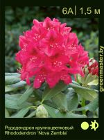 Изображение: рододендрон гибридный (rhododendron hybrida) 'nova zembla'