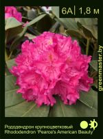 Изображение: рододендрон гибридный (rhododendron hybrida) 'pearce's american beauty'