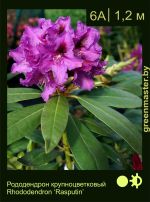 Изображение: рододендрон гибридный (rhododendron hybrida) 'rasputin'