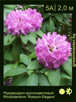 Изображение: рододендрон гибридный (rhododendron hybrida) 'roseum elegans'