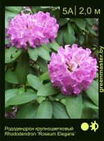 Изображение: рододендрон гибридный (rhododendron hybrida) 'roseum elegans'