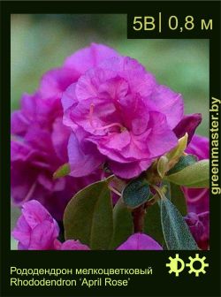 Изображение: рододендрон гибридный (rhododendron hybrida) 'april rose'