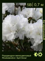 Изображение: рододендрон гибридный (rhododendron hybrida) 'april snow'