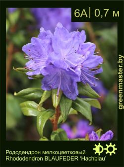 Изображение: рододендрон гибридный (rhododendron hybrida) 'BLAUFEDER ‘hachblau'