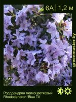 Изображение: рододендрон гибридный (rhododendron hybrida) 'blue tit'