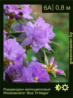 Изображение: рододендрон гибридный (rhododendron hybrida) 'blue tit magor'