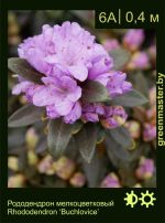 Изображение: рододендрон гибридный (rhododendron hybrida) 'buchlovice'