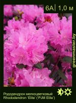 Изображение: рододендрон гибридный (rhododendron hybrida) 'elite'