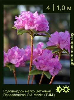 Изображение: рододендрон гибридный (rhododendron hybrida) 'p.j. mezitt'