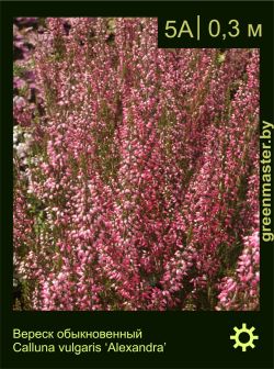 Изображение: вереск обыкновенный (calluna vulgaris) 'alexandra'