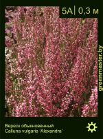 Изображение: вереск обыкновенный (calluna vulgaris) 'alexandra'