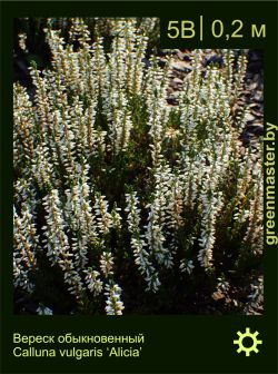 Изображение: вереск обыкновенный (calluna vulgaris) 'alicia'