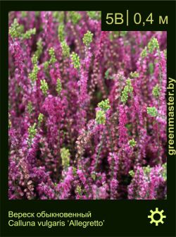 Изображение: вереск обыкновенный (calluna vulgaris) 'allegretto'