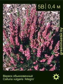 Изображение: вереск обыкновенный (calluna vulgaris) 'allegro'