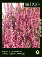 Изображение: вереск обыкновенный (calluna vulgaris) 'amethyst'