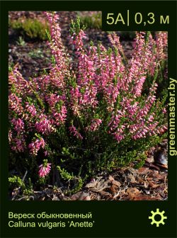 Изображение: вереск обыкновенный (calluna vulgaris) 'anette'