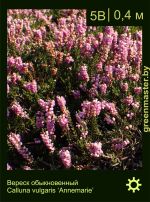 Изображение: вереск обыкновенный (calluna vulgaris) 'annemarie'