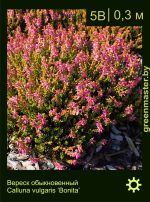 Изображение: вереск обыкновенный (calluna vulgaris) 'bonita'