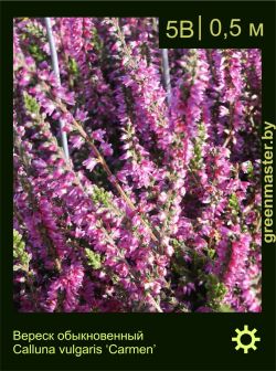 Изображение: вереск обыкновенный (calluna vulgaris) 'carmen'