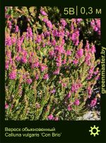 Изображение: вереск обыкновенный (calluna vulgaris) 'con brio'